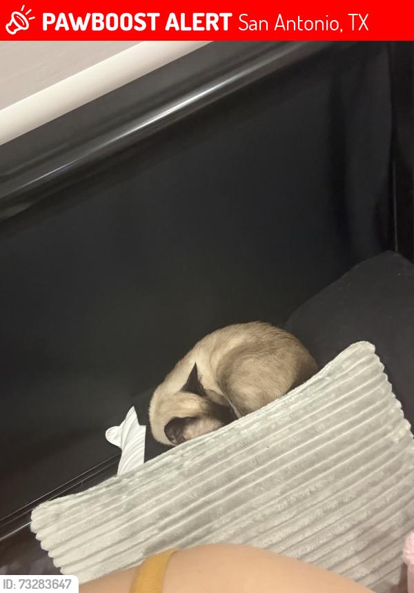 Lost Female Cat last seen The church of LDS, San Antonio, TX 78253