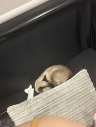 Lost Female Cat last seen The church of LDS, San Antonio, TX 78253