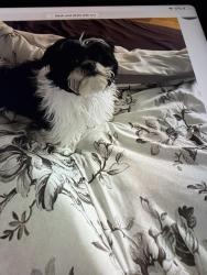 Lost Female Dog last seen Underwood and joy road, Detroit, MI 48204