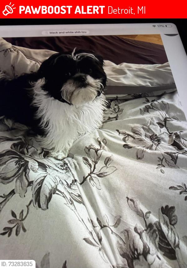 Lost Female Dog last seen Underwood and joy road, Detroit, MI 48204