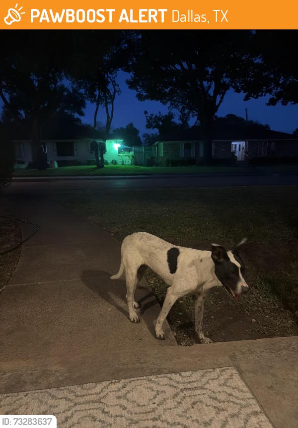 Found/Stray Female Dog last seen Kiva, Dallas, TX 75227
