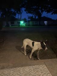 Found/Stray Female Dog last seen Kiva, Dallas, TX 75227