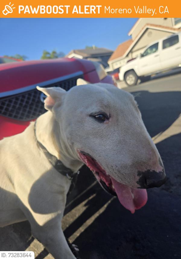 Found/Stray Male Dog last seen Citidale/ skywood, Moreno Valley, CA 92551
