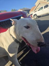 Found/Stray Male Dog last seen Citidale/ skywood, Moreno Valley, CA 92551