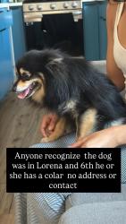 Found/Stray Male Dog last seen Spence, Los Angeles, CA 90063