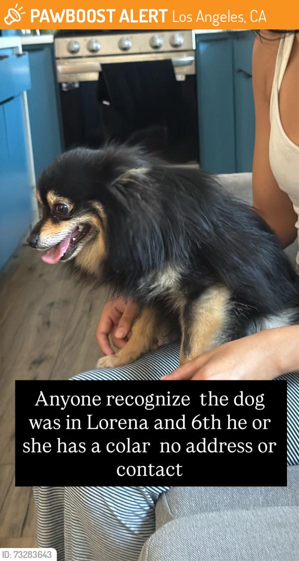 Found/Stray Male Dog last seen Spence, Los Angeles, CA 90063