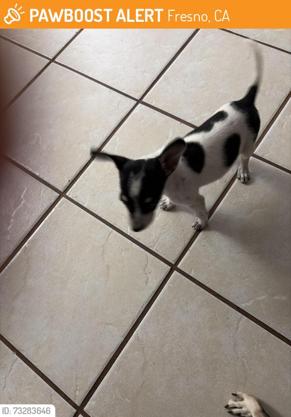 Found/Stray Female Dog last seen Garland ave, Fresno, CA 93705