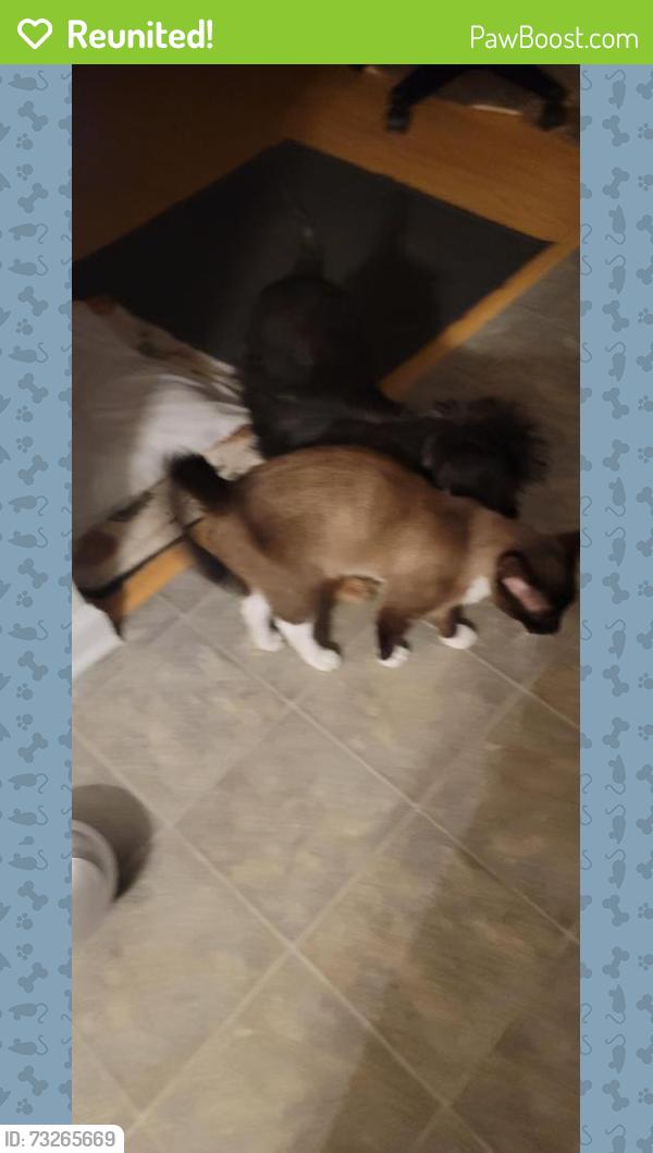Reunited Male Cat last seen Near Spring Forest Rd, Greenville, NC 27834
