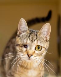 Shelter Stray Female Cat last seen , 30083, GA, 3280 Chamblee Dunwoody Rd, Chamblee, GA 30341, USA