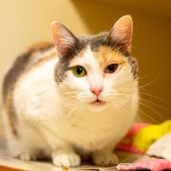 Shelter Stray Female Cat last seen Near Dunwoody Crossing, Apt 5, Atlanta, 30038, 30038, GA, 3280 Chamblee Dunwoody Rd, Chamblee, GA 30341, USA