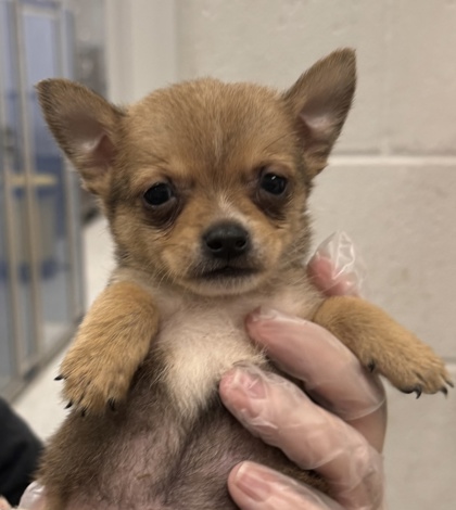 Shelter Stray Male Dog last seen 43rd St and Sterling Rd, KCMO, 64129, 64129, MO, 7077 Elmwood Ave, Kansas City, MO 64132, USA