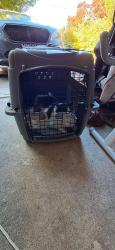 Lost Male Cat last seen Oakgrove, Milwaukie, OR 97267