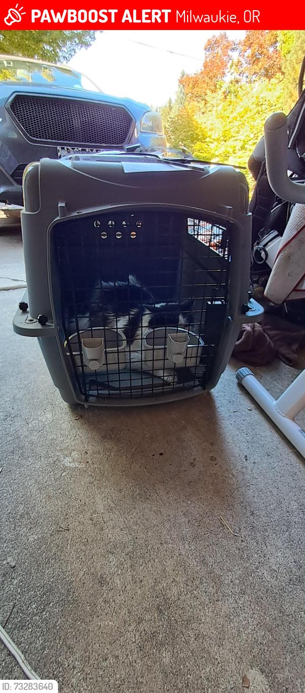 Lost Male Cat last seen Oakgrove, Milwaukie, OR 97267