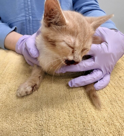 Shelter Stray Male Cat last seen Near Mersington Avenue, 64130, MO, 7077 Elmwood Ave, Kansas City, MO 64132, USA