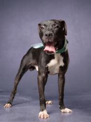 Shelter Stray Male Dog last seen Near washington rd, East Point, GA, 1251 Fulton Industrial Blvd NW, Atlanta, GA 30336, USA