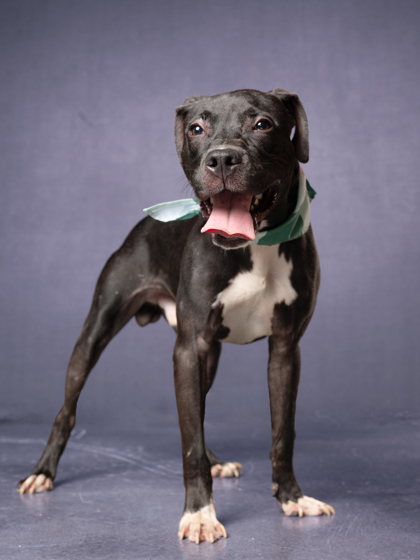 Shelter Stray Male Dog last seen Near washington rd, East Point, GA, 1251 Fulton Industrial Blvd NW, Atlanta, GA 30336, USA