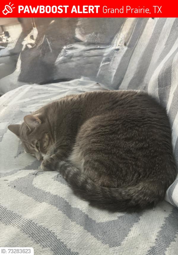 Lost Female Cat last seen Westlake drive, Grand Prairie, TX 75054