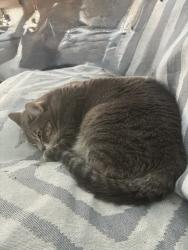 Lost Female Cat last seen Westlake drive, Grand Prairie, TX 75054