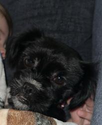 Lost Female Dog last seen Nelson Wilson park, Abilene, TX 79601