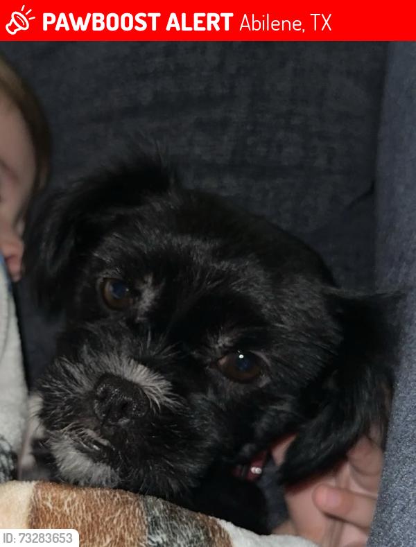 Lost Female Dog last seen Nelson Wilson park, Abilene, TX 79601