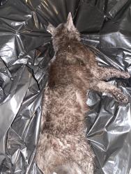 Found/Stray Unknown Cat last seen On Moravian between near Santa Maria, Clinton Township, MI 48036