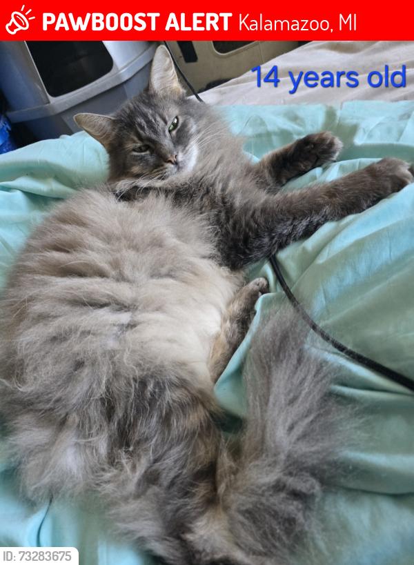 Lost Female Cat last seen Kl and drake, Kalamazoo, MI 49009