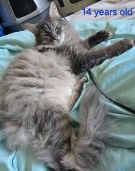 Lost Female Cat last seen Kl and drake, Kalamazoo, MI 49009