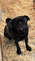 Lost Female Dog last seen Krameria Ave next to Mary McLeod Bethune Elementary, Moreno Valley, CA 92551