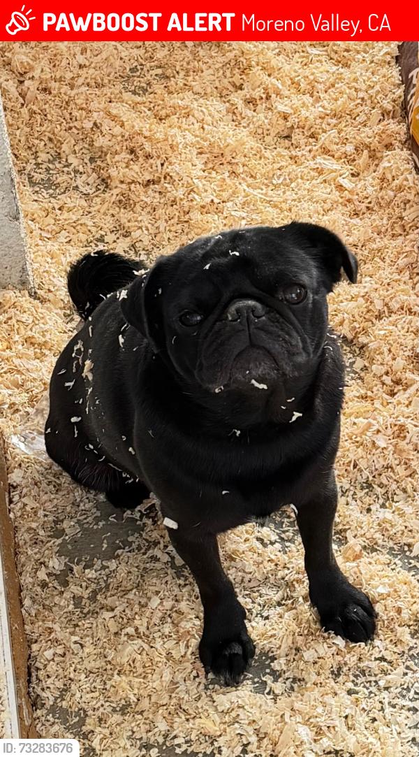 Lost Female Dog last seen Krameria Ave next to Mary McLeod Bethune Elementary, Moreno Valley, CA 92551