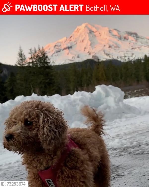 Lost Female Dog last seen Near Bothell Everett Hwy Bothell, WA 98012 United States, Bothell, WA 98012