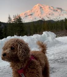 Lost Female Dog last seen Near Bothell Everett Hwy Bothell, WA 98012 United States, Bothell, WA 98012