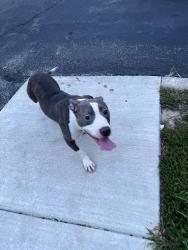 Found/Stray Unknown Dog last seen beech meadows neighborhood, Beech Grove, IN 46107