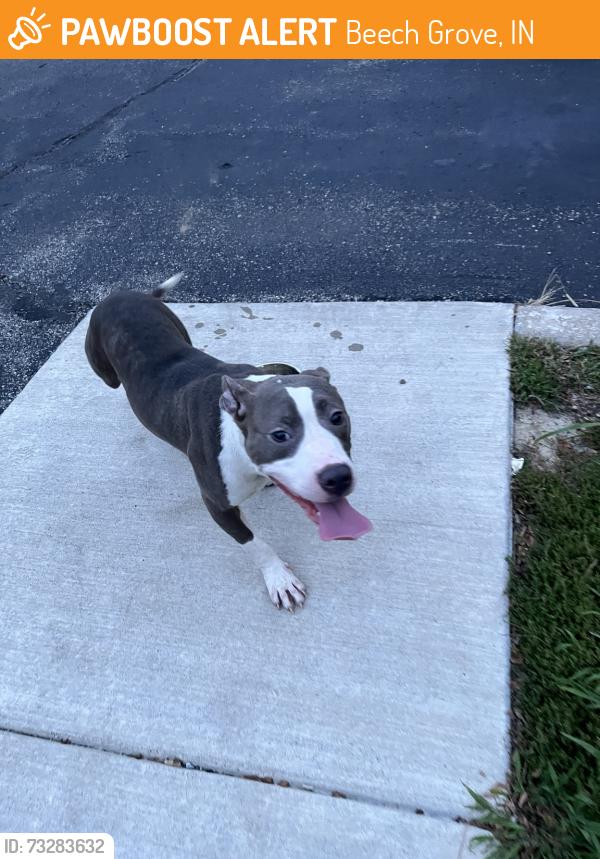 Found/Stray Unknown Dog last seen beech meadows neighborhood, Beech Grove, IN 46107