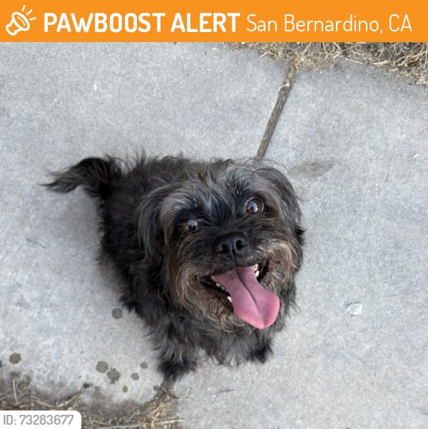 Found/Stray Unknown Dog last seen Sundance Drive and Reservoir, San Bernardino, CA 92407