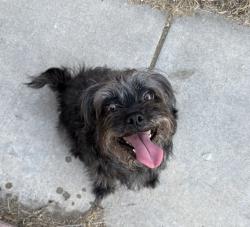 Found/Stray Unknown Dog last seen Sundance Drive and Reservoir, San Bernardino, CA 92407