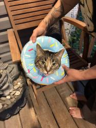 Found/Stray Unknown Cat last seen In front of our hse, Winnipeg, MB R3M 3G1
