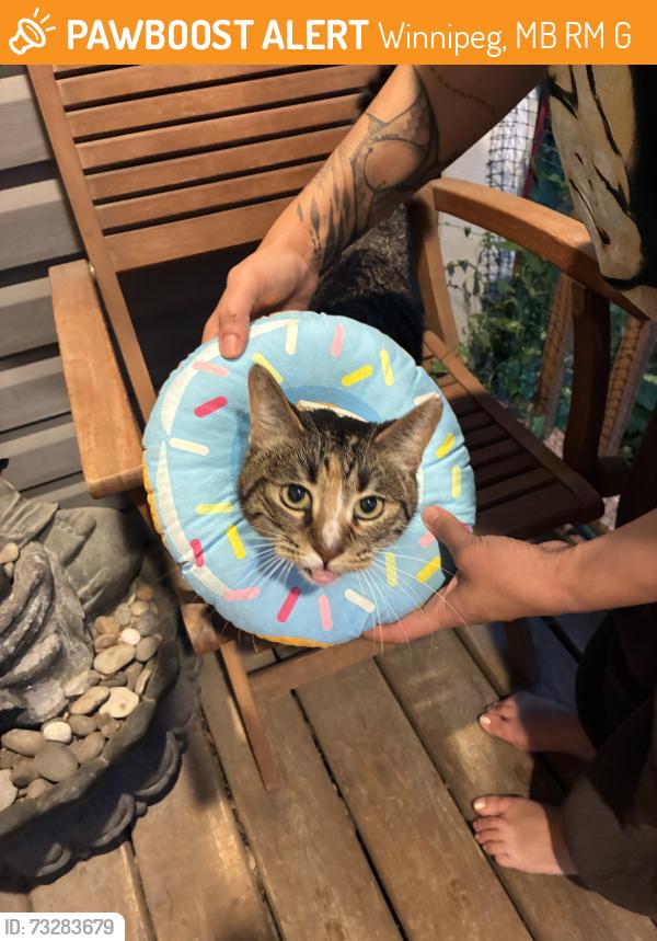 Found/Stray Unknown Cat last seen In front of our hse, Winnipeg, MB R3M 3G1
