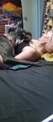 Lost Female Dog last seen Near oak pl, Thornton, CO 80229
