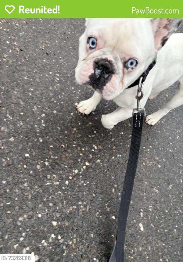 Reunited Male Dog last seen Muir blvd or three mile Harbor, East Hampton North, NY 11937