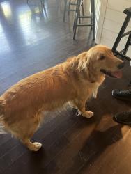Found/Stray Male Dog last seen Ann ruffian, Las Vegas, NV 89149