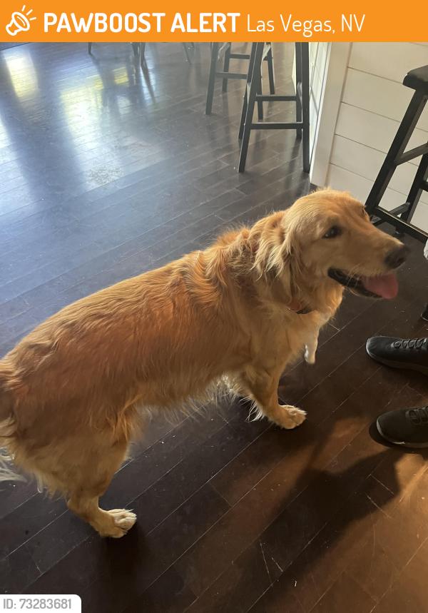 Found/Stray Male Dog last seen Ann ruffian, Las Vegas, NV 89149