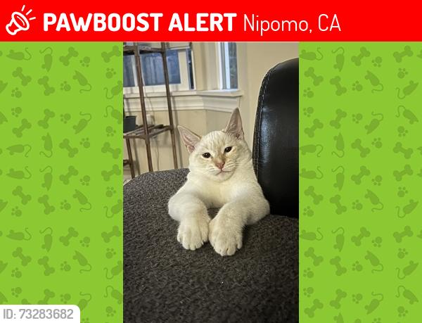 Lost Male Cat last seen Black Oak Lane/Live Oak Ridge Rd., Nipomo, CA 93444