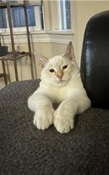 Lost Male Cat last seen Black Oak Lane/Live Oak Ridge Rd., Nipomo, CA 93444