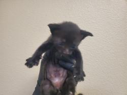 Shelter Stray Male Cat last seen Near N Citrus Avenue, Vista, CA, 92084, Oceanside, CA 92058, USA