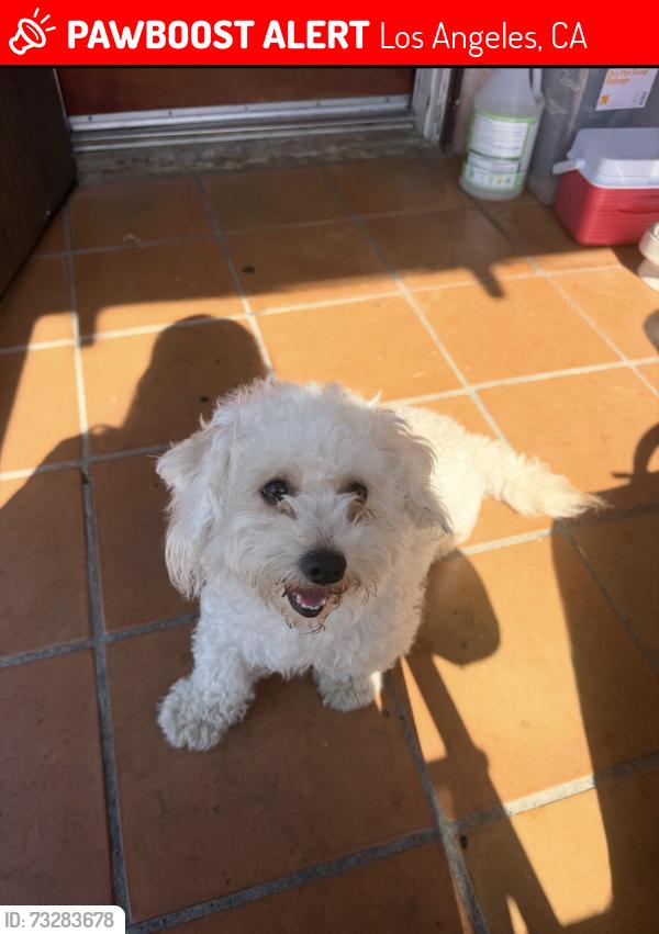 Lost Female Dog last seen 56th & Main, Los Angeles, CA 90037