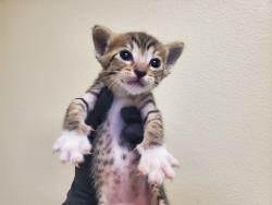 Shelter Stray Male Cat last seen Near N Citrus Avenue, Vista, CA, 92084, Oceanside, CA 92058, USA