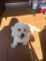 Lost Female Dog last seen 56th & Main, Los Angeles, CA 90037