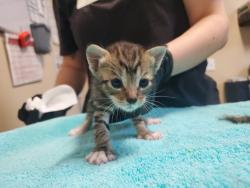Shelter Stray Female Cat last seen Near N Citrus Avenue, Vista, CA, 92084, Oceanside, CA 92058, USA