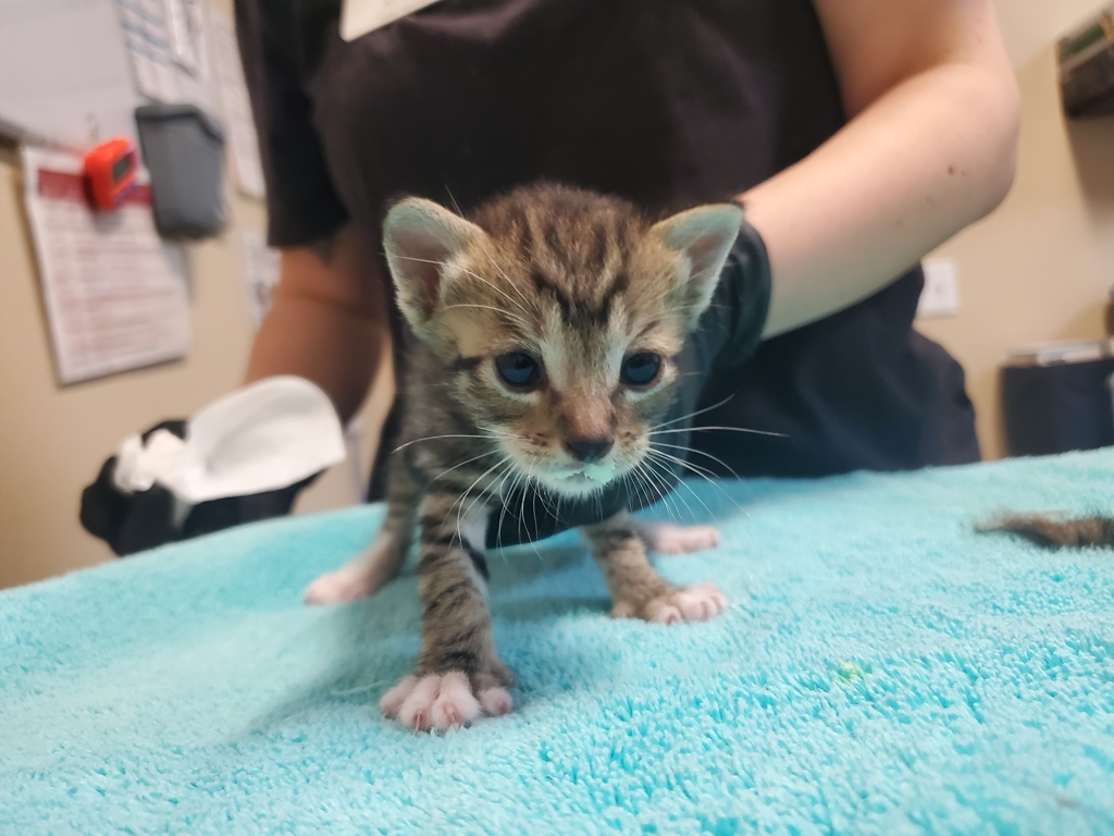 Shelter Stray Female Cat last seen Near N Citrus Avenue, Vista, CA, 92084, Oceanside, CA 92058, USA