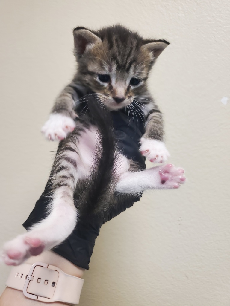 Shelter Stray Male Cat last seen Near N Citrus Avenue, Vista, CA, 92084, Oceanside, CA 92058, USA